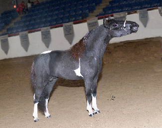 Little America's Sterling Fantastic right side