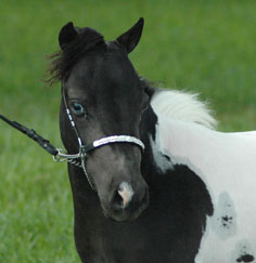 Little America Sterling Fantastic II face