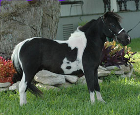 Little America Sterling Fantastic II right side