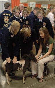Little America Sterling Fantastic II as a foal
