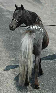 Little America's Sterling Storm back shot