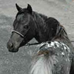 Little America's Sterling Storm