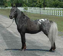 Little America's Sterling Storm left side