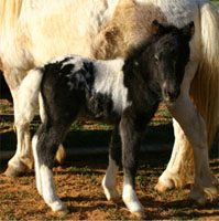 Little America's Sterling Storm's colt