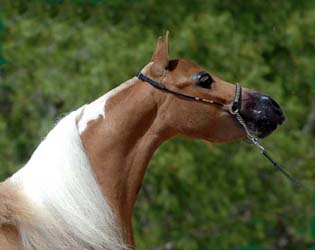 Little America's Struttin' Baubles headshot