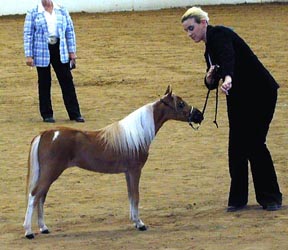 Little America's Struttin' Baubles  in showring