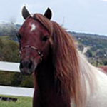 Sierra Dawn Uno's Struttin' My Stuff