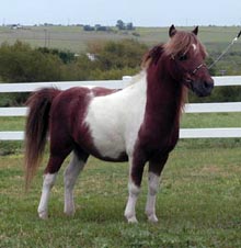 Sierra Dawn Uno's Struttin' My Stuff right side