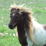 Sierra Dawn Uno's Struttin' My Stuff