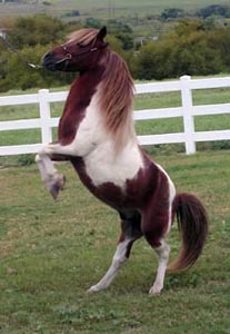 Sierra Dawn Uno's Struttin' My Stuff rearing up