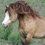 Little America's Tornado Terrific