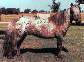 Little America's Sesquicentennial Tex right side