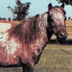 Little America's Sesquicentennial Tex