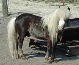 Little America's Too Incredible right side 2