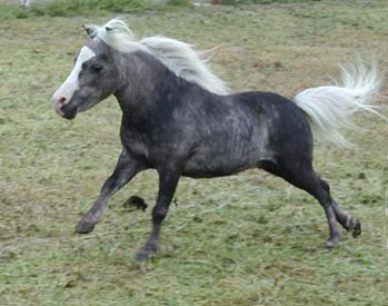 Little America's Too Incredible left side