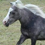 Little America's Too Incredible