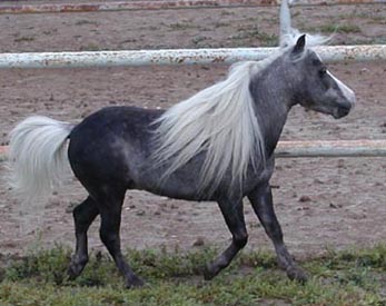 Little America's Too Incredible right side