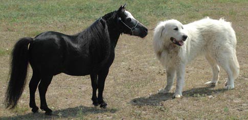 Little America's 007 Rowdy Tornado with dog