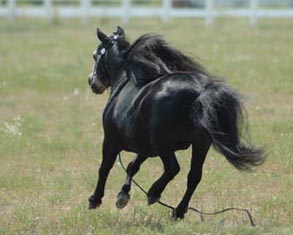 Little America's 007 Rowdy Tornado running