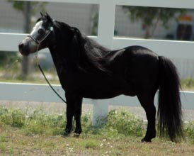 Little America's 007 Rowdy Tornado left side