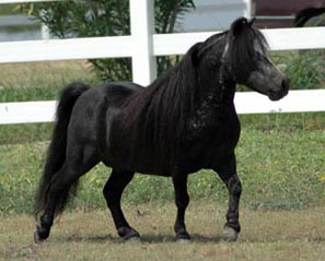 Little America's 007 Rowdy Tornado right side