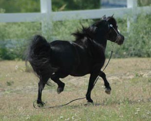 Little America's 007 Rowdy Tornado trotting