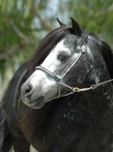 Little America's 007 Rowdy Tornado headshot