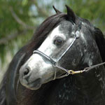 Little America's 007 Rowdy Tornado