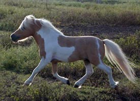 Little America's Traveller left side