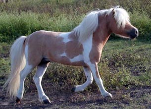 Little America's Traveller right side 2