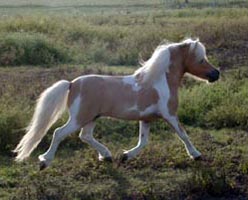 Little America's Traveller right side