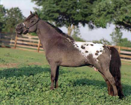 Winner's Circle True Colors right side