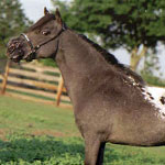 Winner's Circle True Colors