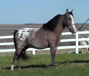 Little America's D.S. Whatadream right side 1