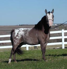 Little America's D.S. Whatadream right side 2