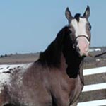 Little America's D.S. Whatadream