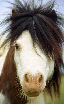 Melton's Tornado's Whirling Thunder face