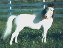 Melton's Tornado's Whirling Thunder