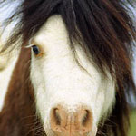 Melton's Tornado's Whirling Thunder