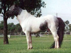 Xenon Light Van't Huttenest left side