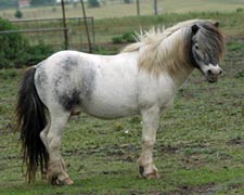 Xenon Light Van't Huttenest right sdie