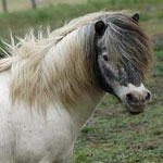 Xenon Light Van't Huttenest